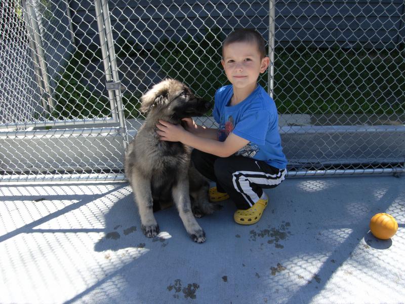Kai and a Shiloh pup