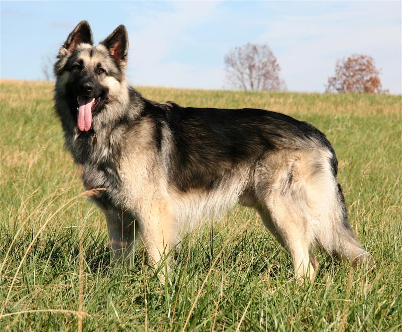 Zorro