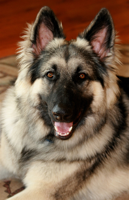 Zorro
