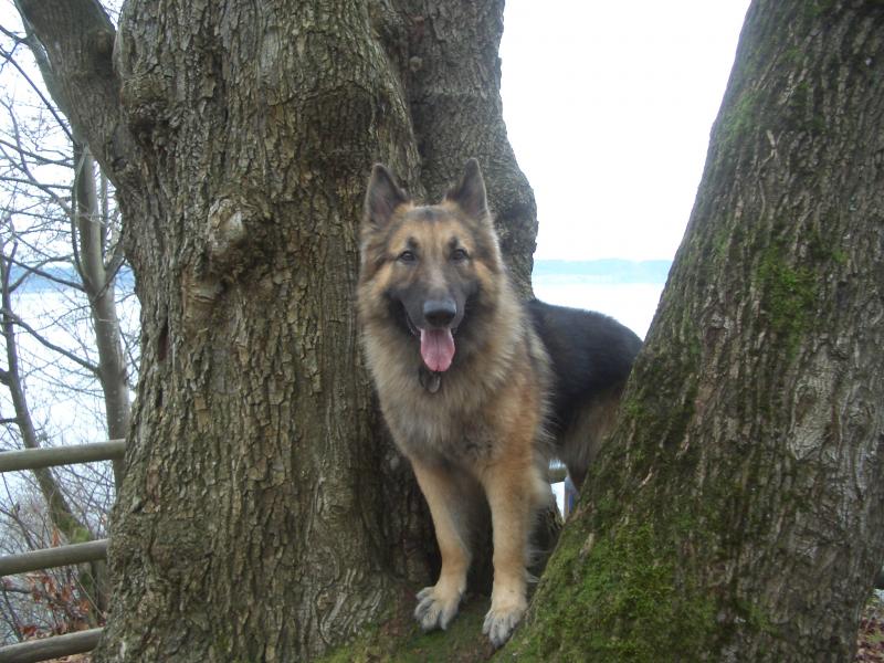 Danzig standing in a tree