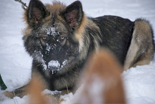 Meika Lolly Gunny 2009.jpg