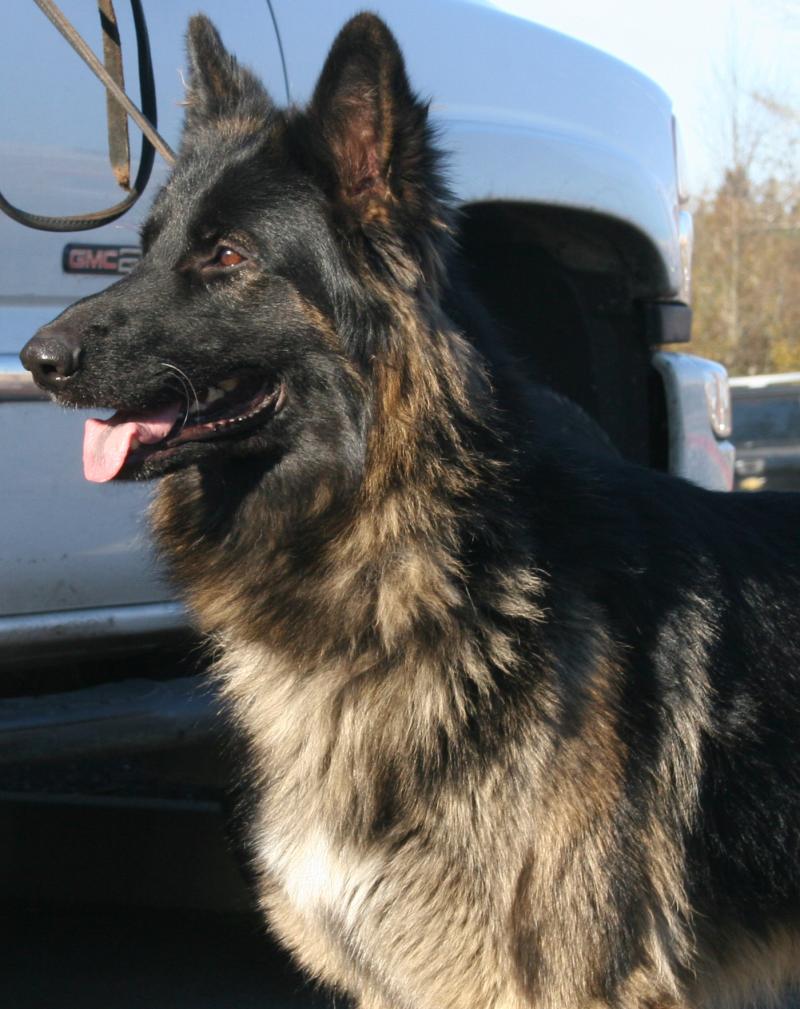 Scirocco Shiloh Shepherd 9