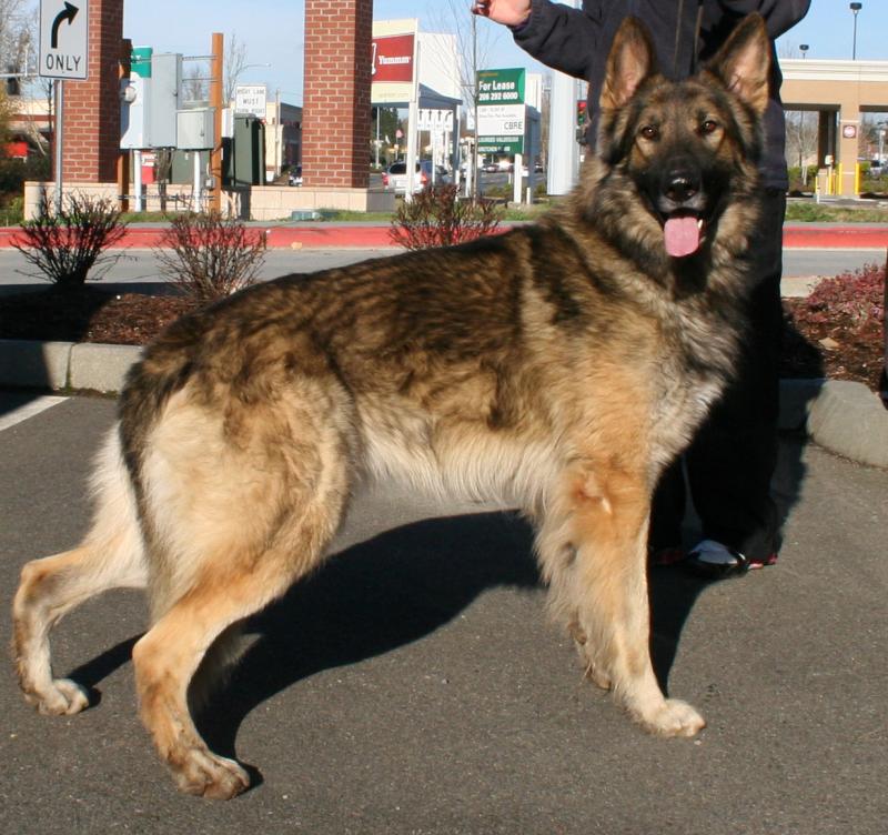 Sluggo Shiloh Shepherd 3