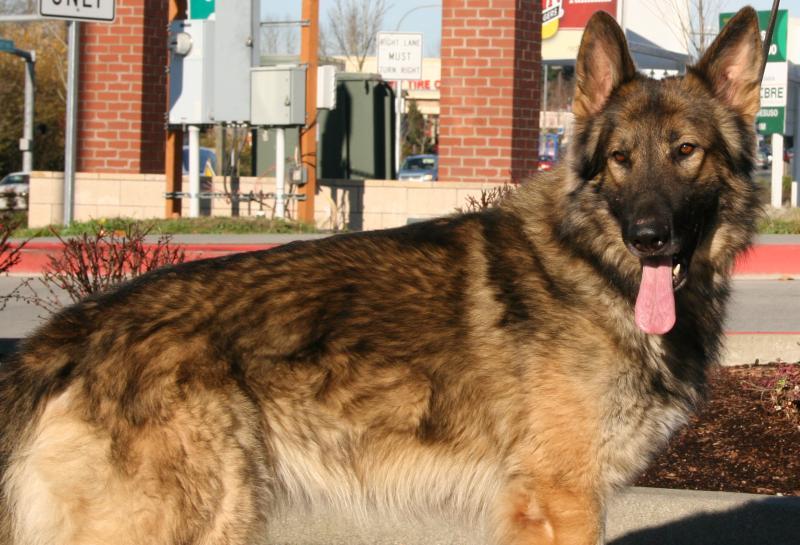 Sluggo Shiloh Shepherd 9